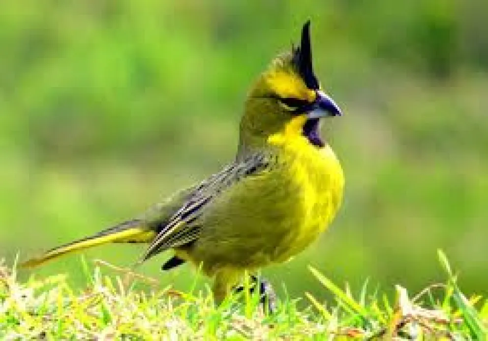 Foto: Naturalista UY