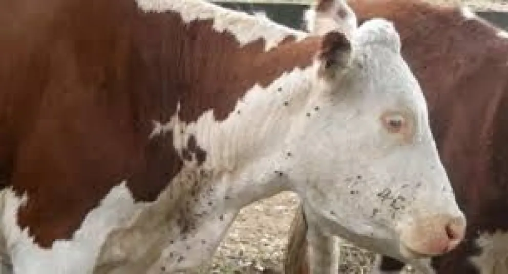 Foto: Primera Edición