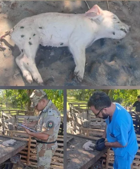 Delitos Rurales de Colón detuvo a tres hombres en una causa por abigeato agravado