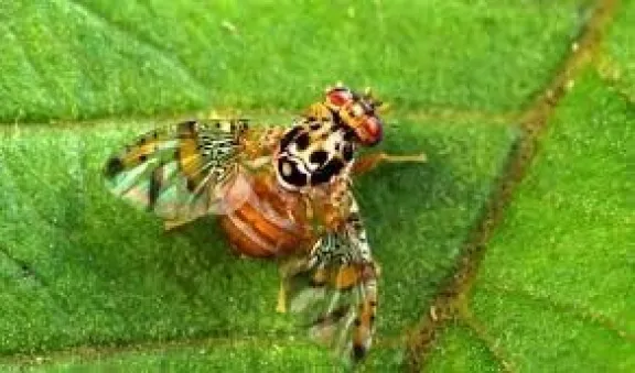 Senasa impulsó acciones para el control de Mosca de los frutos en la provincia