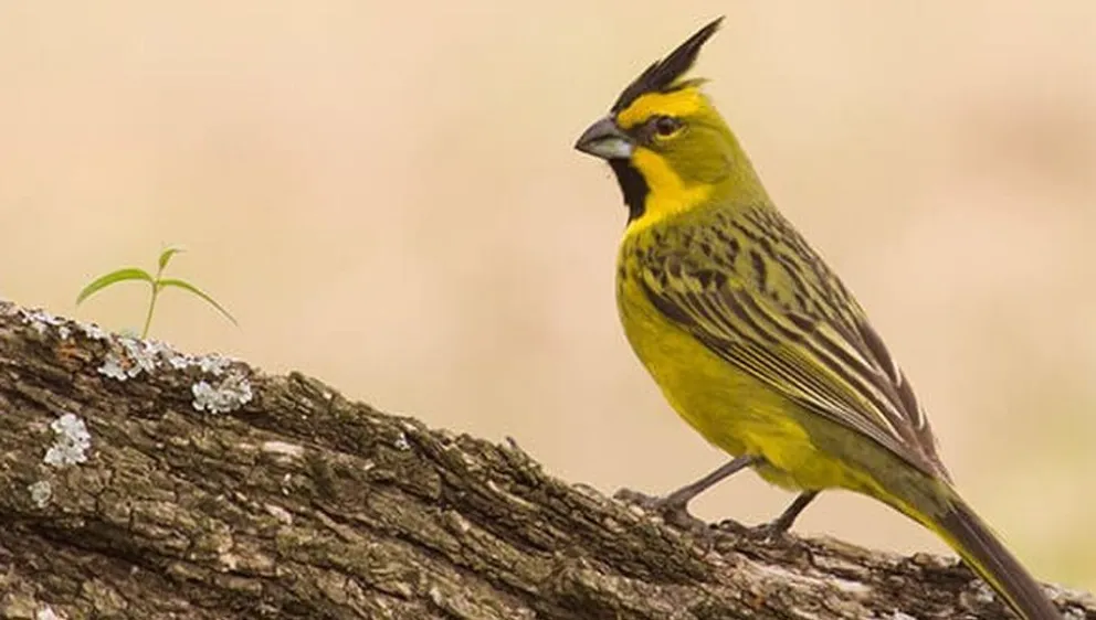 Foto: Era Verde (Ilustrativa)