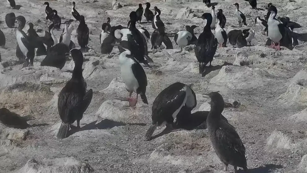 El  Conicet muestra la vida de los pingüinos en la provincia de Chubut. Captura de YouTube