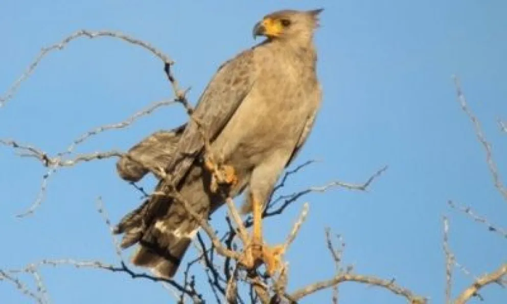 Foto: Argentina Ambiental