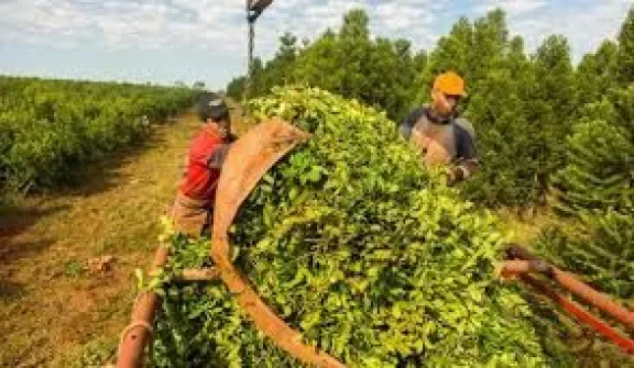 Productores yerbateros advirtieron por la situación del sector mientras que el organismo ratificó la desregulación