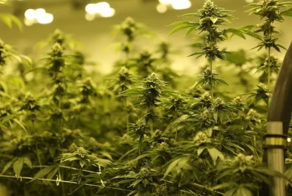 Concepción del Uruguay: tres años de prisión condicional para los dueños de un grow shop