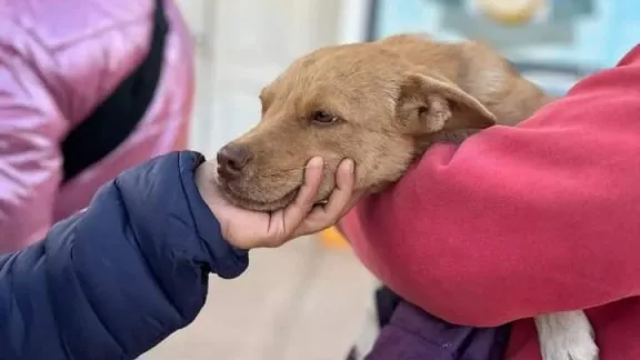 En junio el Municipio de Paraná amplía los operativos gratuitos de atención veterinaria en los barrios