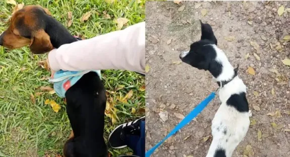 Rescatan a dos perros tras un procedimiento por maltrato animal en Concepción del Uruguay