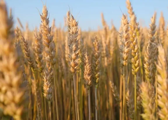 El aumento de costos y los bajos precios proyectan una caída del 18% en la siembra de trigo en Entre Ríos