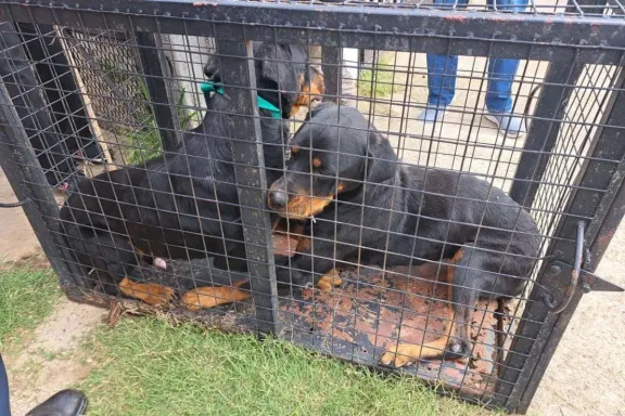 Condenaron a una mujer por maltrato animal y rescataron a tres perros en Concordia
