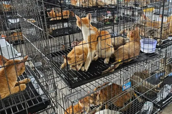Conmoción en Vietnam: rescataron a casi 400 gatos de una red que los vendía para consumo humano