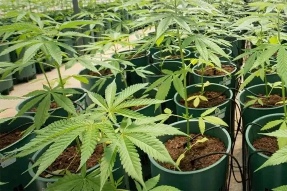 El Gobierno habilitó un régimen especial de licencias para producir semillas de cannabis medicinal