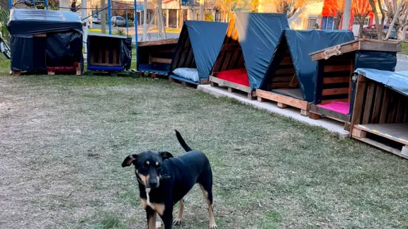 Más de 100 personas construyeron cuchas para perros callejeros en Concepción del Uruguay