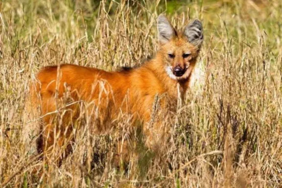Hallaron un aguará guazú en un terreno baldío de Gualeguay y lo trasladaron a una reserva