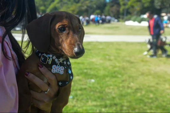 El Municipio de Paraná continúa con los operativos de Salud Animal en distintos barrios de la ciudad