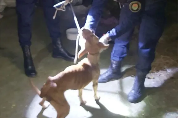En Concordia rescataron a una perra tras una denuncia por maltrato animal