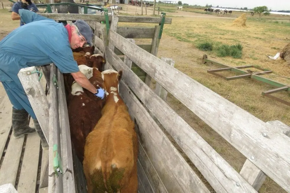 Foto: Bichos de Campo